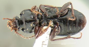Media type: image;   Entomology 31305 Aspect: habitus ventral view